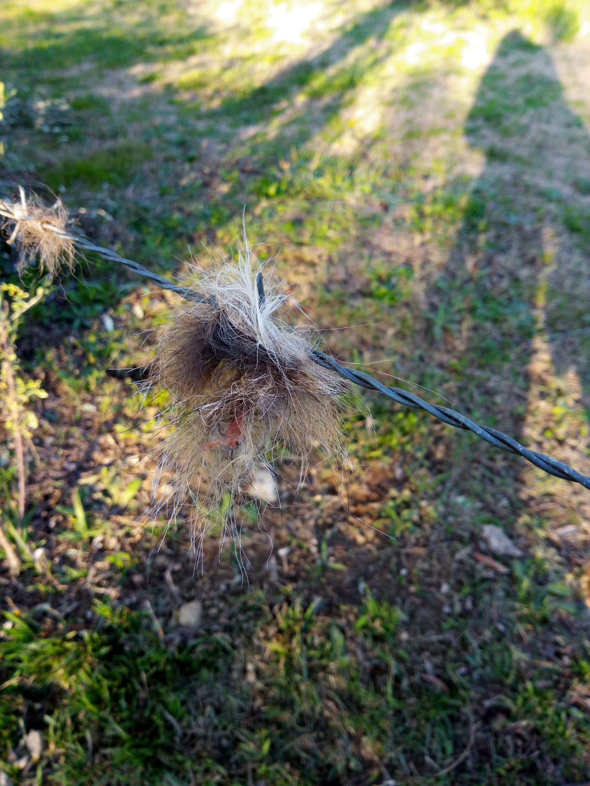 Questo pelo  di lupo? Trovato vicino la mia casa!